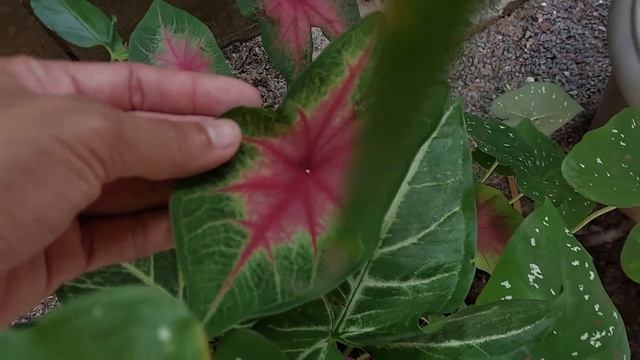 Mostrando meu Jardim de plantas pendentes e folhagens💚 смотреть онлайн