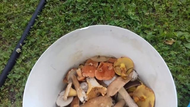 Грибное время не упустить. смотреть онлайн