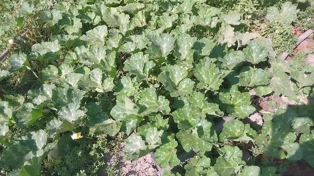 Осенью будем собирать тыкву