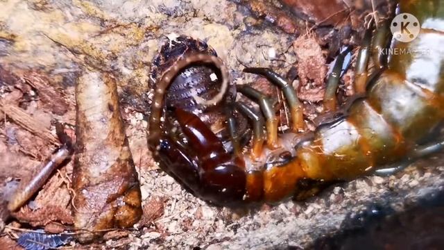 Feeding my Centipedes смотреть онлайн