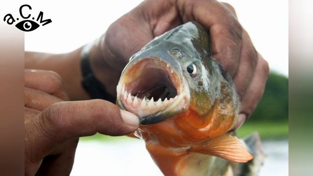 ПИРАНЯ - ЛЮБОПИТНИ ФАКТИ И ПОВЕДЕНИЕ а.С.м смотреть онлайн