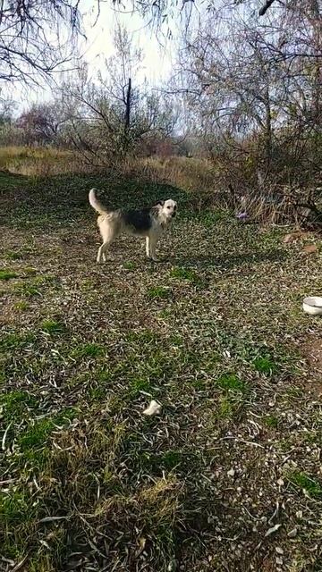 Манья моя #shorts #shorts #музыка #природа #жизнь #море #технологии #животные смотреть онлайн