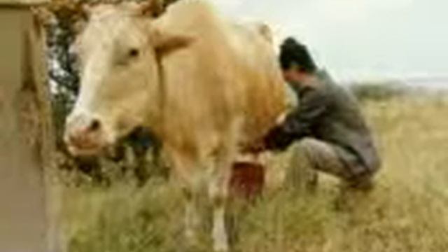 Кизлярская зорька смотреть онлайн