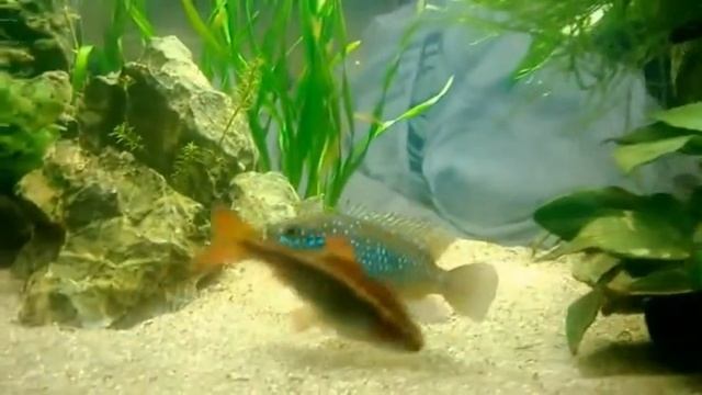 Hemichromis Lifalili смотреть онлайн