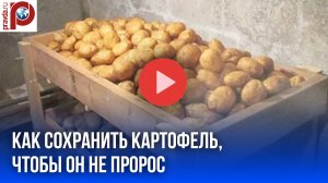 Храните картофель так: прорастать не будет до самой посадки! Секретный способ
