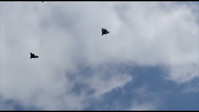 VLOG/Обкатываем молодежь со стариками/#голуби#голубеводство#птица#pigeon смотреть онлайн