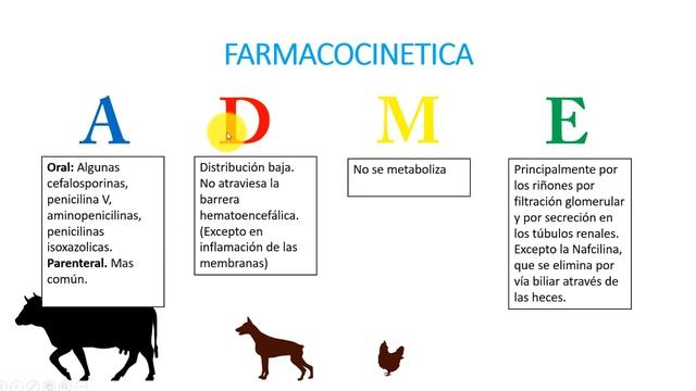 Antimicrobianos que actúan en la pared celular/Parte 1 смотреть онлайн
