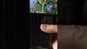 Фуксия сбросила листву. Почему?