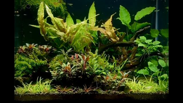 Relaxe Aquarium-JungelFieber смотреть онлайн