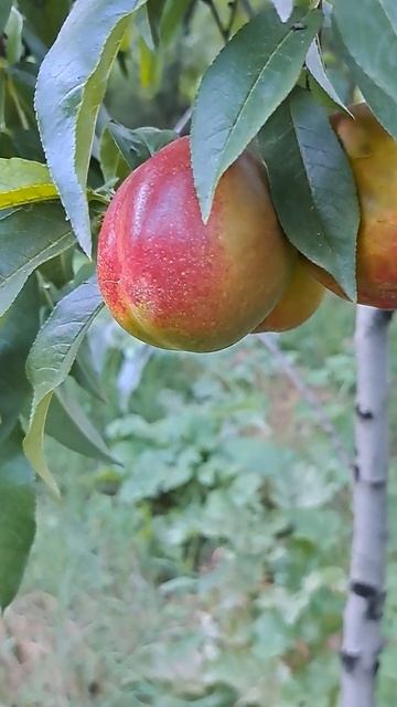 Delicious nectarine in Viral garden 2023 смотреть онлайн