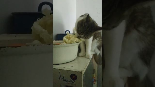 Муся и пекинская капуста #домашниеживотные#кошки