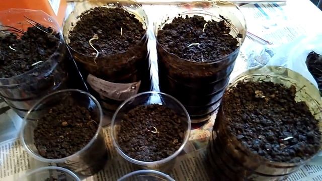 Магония падуболистная - размножение семенами - стратификация и посадка смотреть онлайн