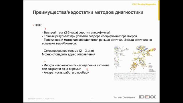 Грипп атакует фермы! Как защитить птицу?