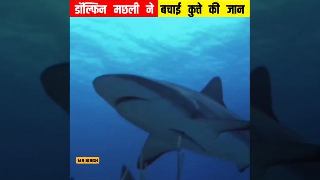 डॉल्फिन ने बचाई मरते हुए कुत्ते की जान💖 #humanity #shorts смотреть онлайн