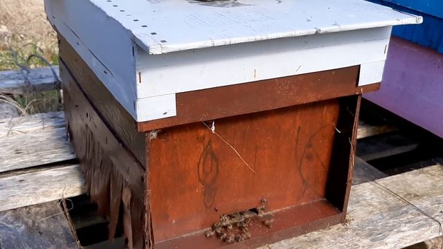 Пчеловодство в Англии. Зима прошла. смотреть онлайн