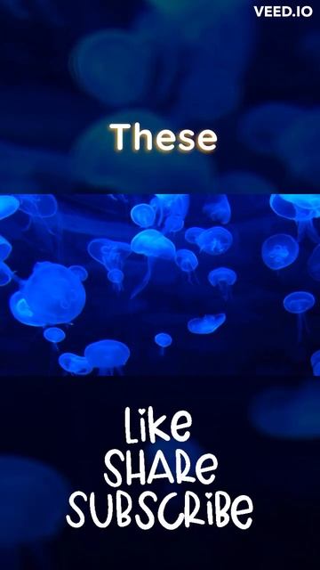 The Ocean's Secret Language and How It Impacts Life Beneath the Waves смотреть онлайн