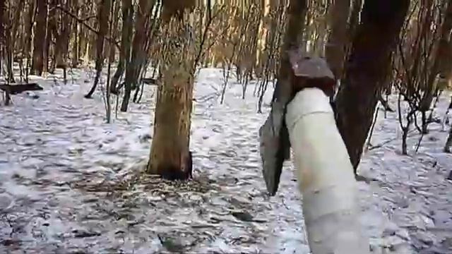 ТОПОРЫ (2) Тренировка Лесной стенд Март 2017 смотреть онлайн