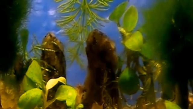 #Aquarium. Аквариум для креветок. смотреть онлайн