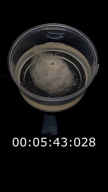 ПРОЧИСТИТ ТВОИ ТРУБЫ! САМОЕ ПОПУЛЯРНОЕ СРЕДСТВО ДЛЯ КАНАЛИЗАЦИИ с OZON! #shorts #ozon смотреть онлайн