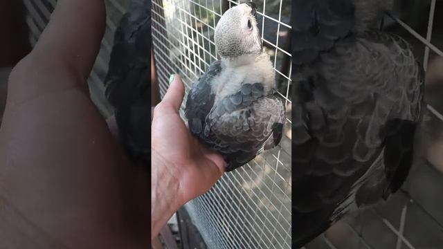 Арчи покоряет вольер... смотреть онлайн