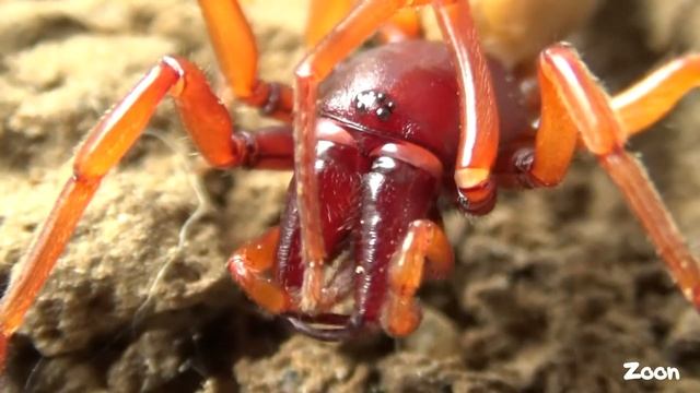 Dysdera crocata. Des chélicères impressionnantes ! - The woodlouse spider смотреть онлайн