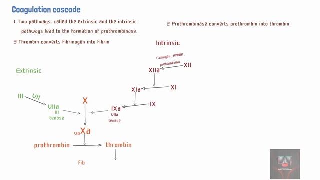 COAGULATION CASCADE смотреть онлайн