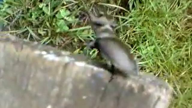 Страшнее не видел! УЖЖЖас!! смотреть онлайн