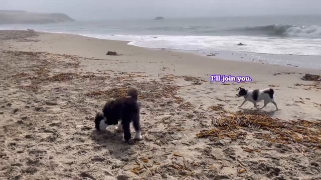 A Puppy Had His Best Beach Day
