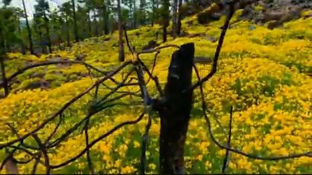 Красота - природа указывает на своего Творца. смотреть онлайн