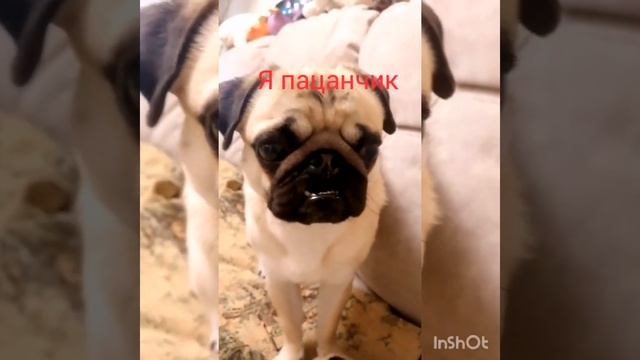 очень интересные факты о собак смотреть онлайн