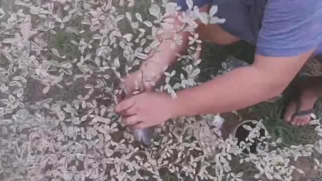 Propagating Variegated African Talisay by Air Layering смотреть онлайн