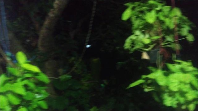 Night overview of garden and Brahma kamal blooms #luciana home garden смотреть онлайн