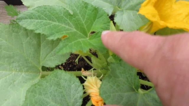 How to manage tomato hornworms in our Zone9b Arizona Backyard Garden Wk9 смотреть онлайн