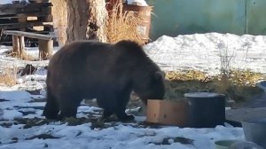 Медвежонок. Девочка Галя