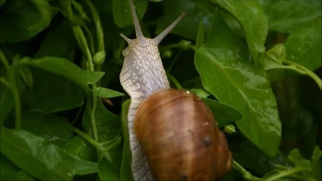 Nature: Helix pomatia смотреть онлайн