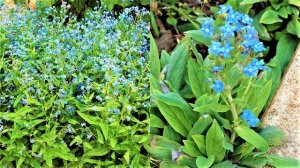 Эти растения помогут в борьбе с кротами