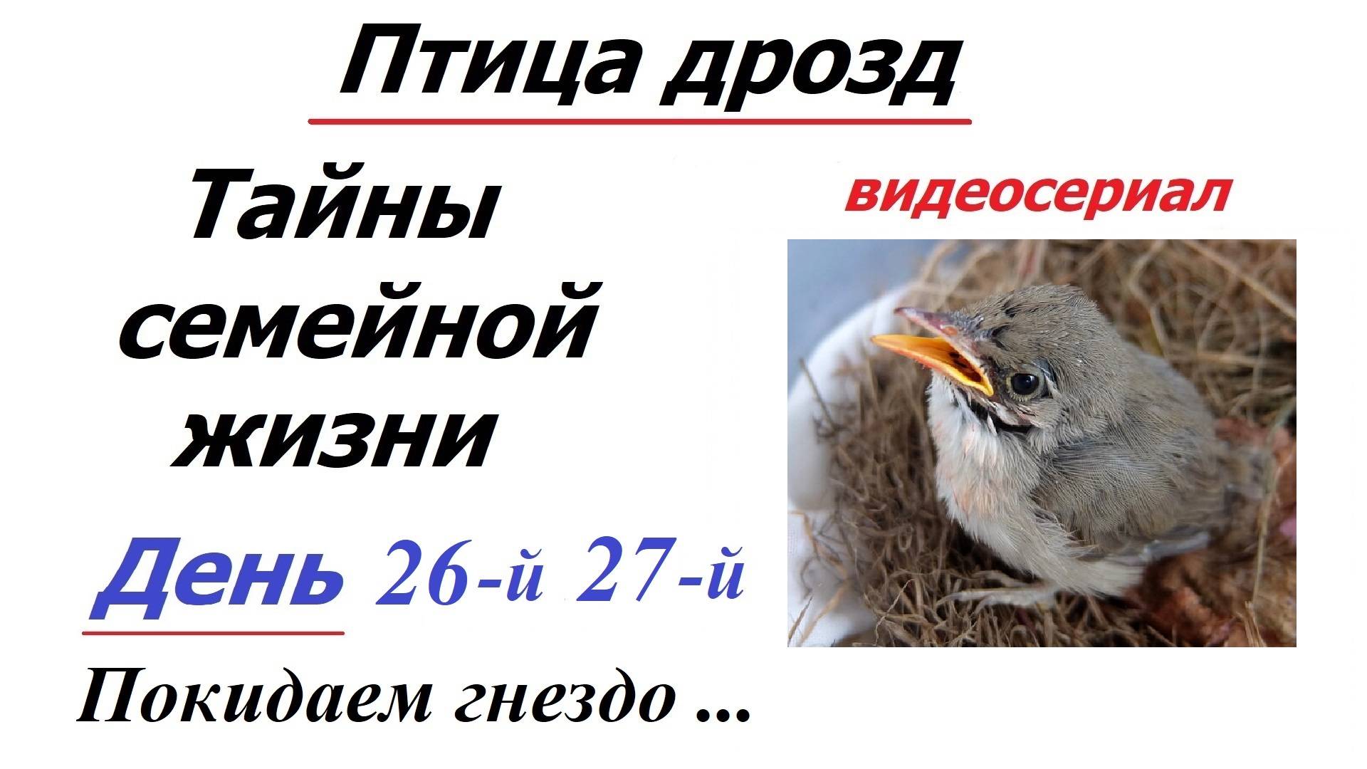 История одной птичьей семьи. Дни 26-й, 27-й. Сериал смотреть онлайн