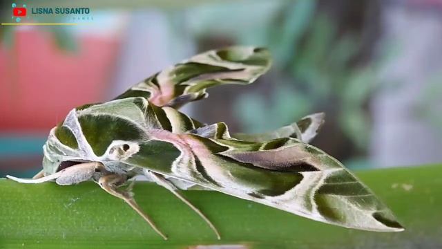 Hasil fhoto ngengat tentara menggunakan lensbong xxx using camera samsung A71+ смотреть онлайн