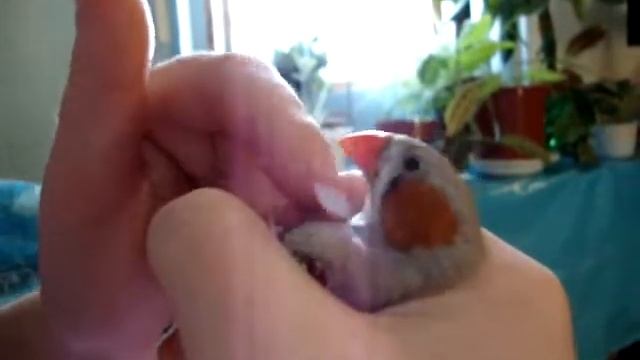 птичий кайф.wmv смотреть онлайн