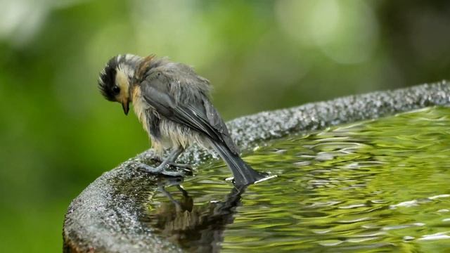 権現山バードサンクチュアリのヤマガラ（幼鳥）のぎこちない水浴び　その１（4K動画） смотреть онлайн