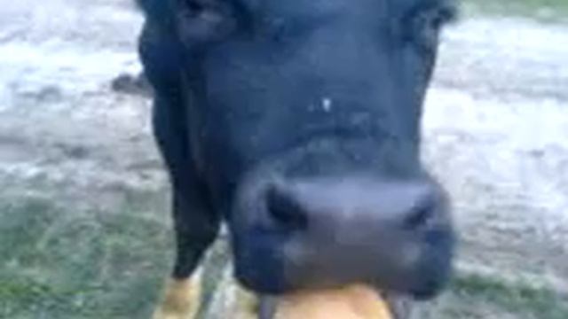 Парни из города увидели быка! смотреть онлайн
