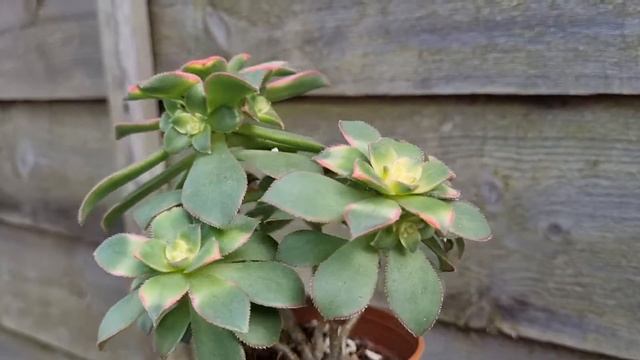 Aeonium Decorum смотреть онлайн