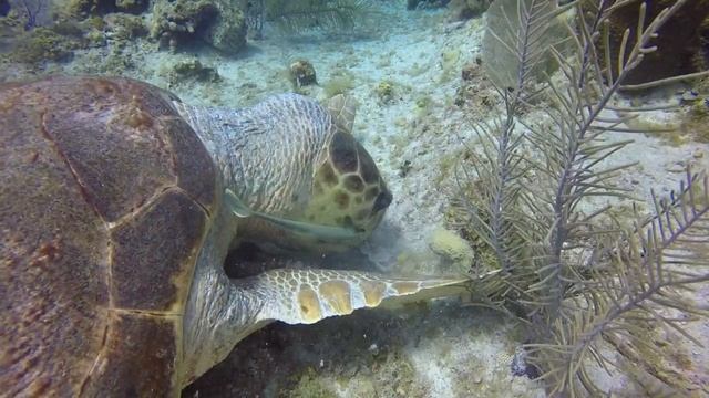 Loggerhead Turtle at Grand Cayman смотреть онлайн