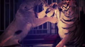 Johongir Otajonov - Arslonman | Жахонгир Отажонов - Арслонман