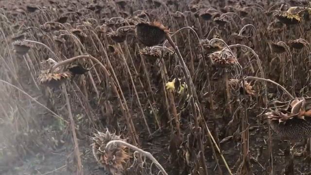 Итоги сезона выращивания подсолнечника смотреть онлайн