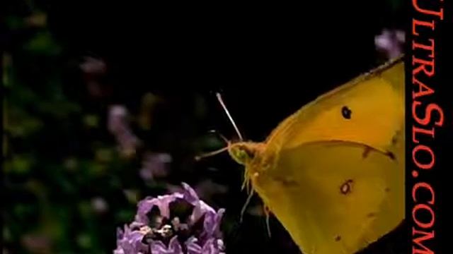бабочка. Замедленная съемка.mp4 смотреть онлайн