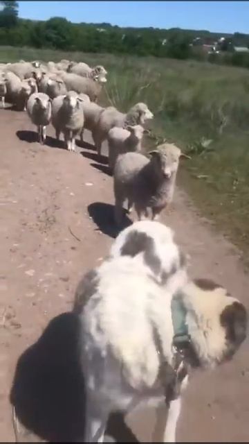 Кинологи в Самаре. Обучение САО (алабая) охране отары овец.