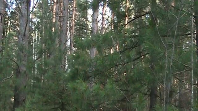 Голоса рябчиков. Эпизод 3 смотреть онлайн