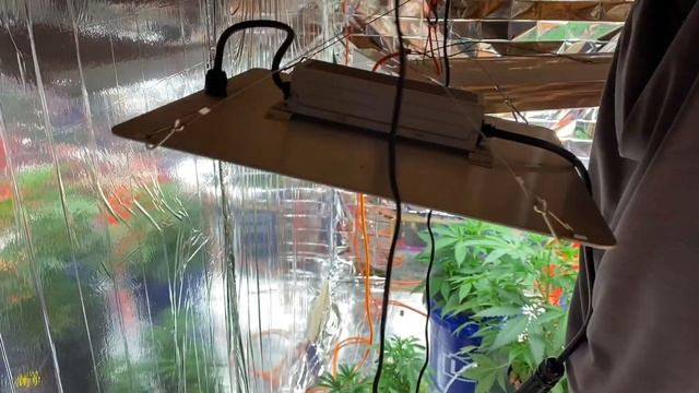 Unboxing Bloom Plus 1500 LED Grow Light + Giveaway Update! смотреть онлайн