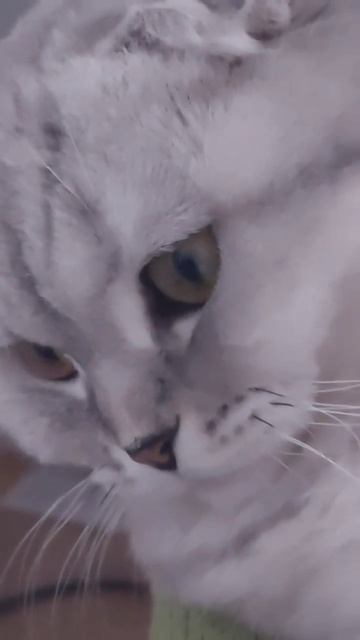 #котики #cats #милота #мурка #муркотики #shorts # шерри#шортс #прикол #шерри